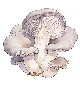 手绘风格平菇蘑菇插画素材