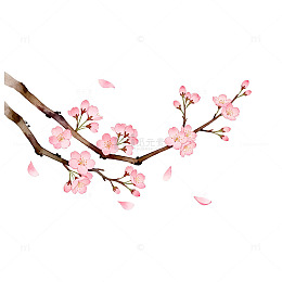 樱花盛开春季唯美插画