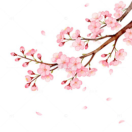 樱花盛开春天美景插画