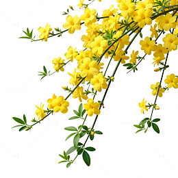 迎春花盛开美景自然风光