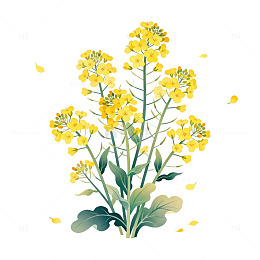 油菜花插画素材