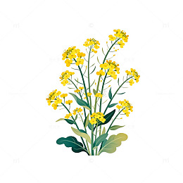 油菜花插画素材