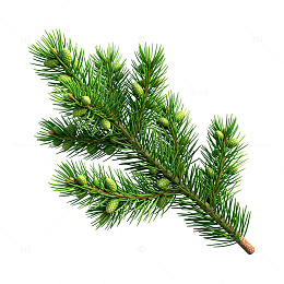 松树针叶枝插画素材