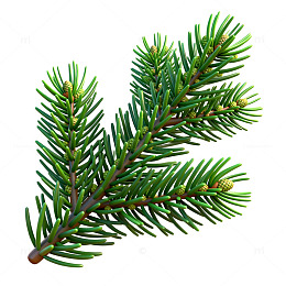 松树枝叶矢量图素材