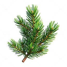 松树针叶特写图