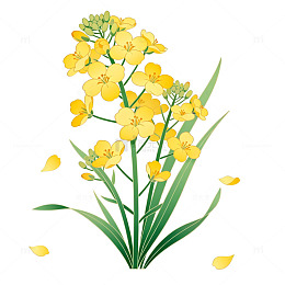 油菜花插画素材