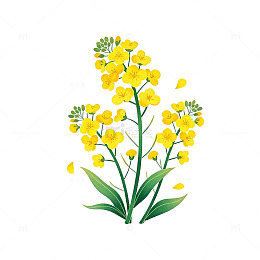 卡通油菜花插画设计素材
