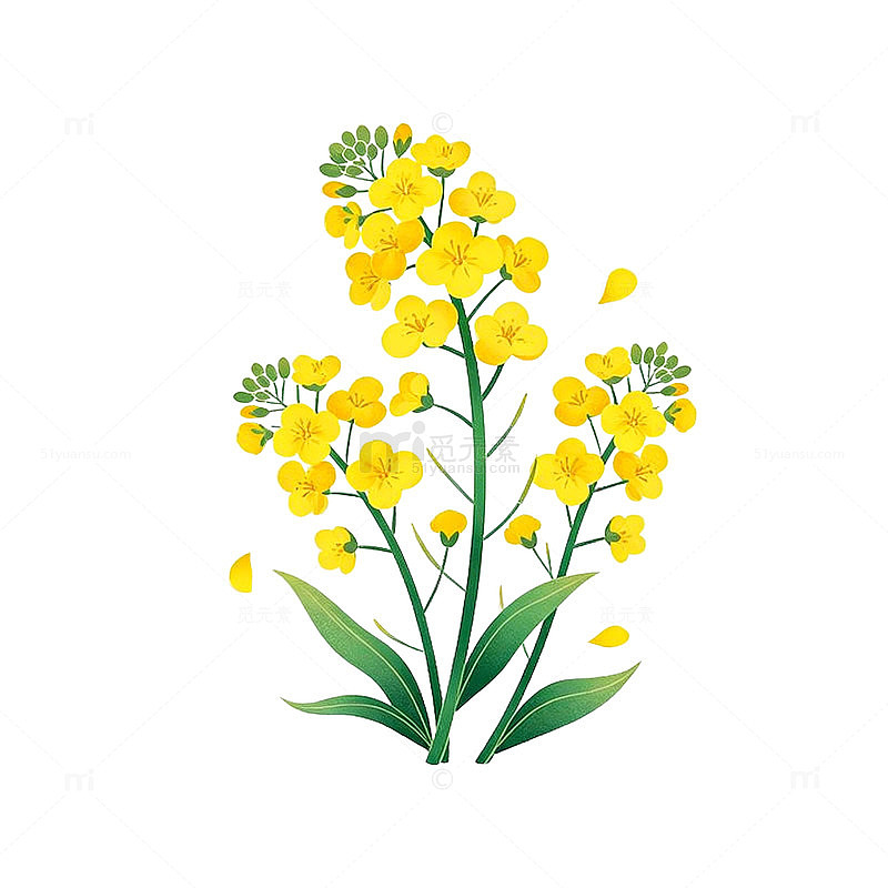 卡通油菜花插画设计素材