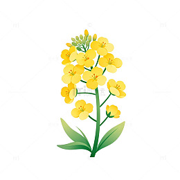 卡通油菜花插画素材