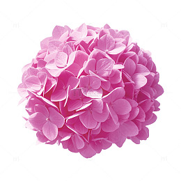 粉色绣球花特写摄影素材