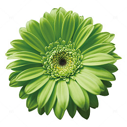 绿色花朵特写摄影雏菊素材