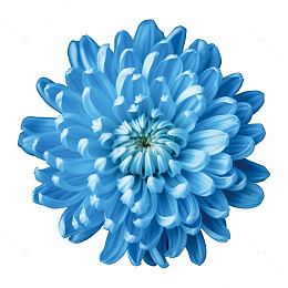 蓝色菊花特写花卉素材