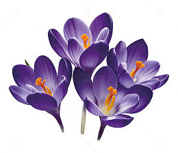 紫色番红花盛开特写摄影