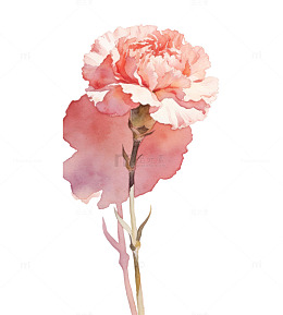 康乃馨温柔水彩质感元素单支