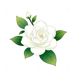 清新风格白色玫瑰插画设计素材