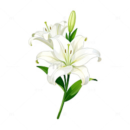 百合花手绘插画设计素材