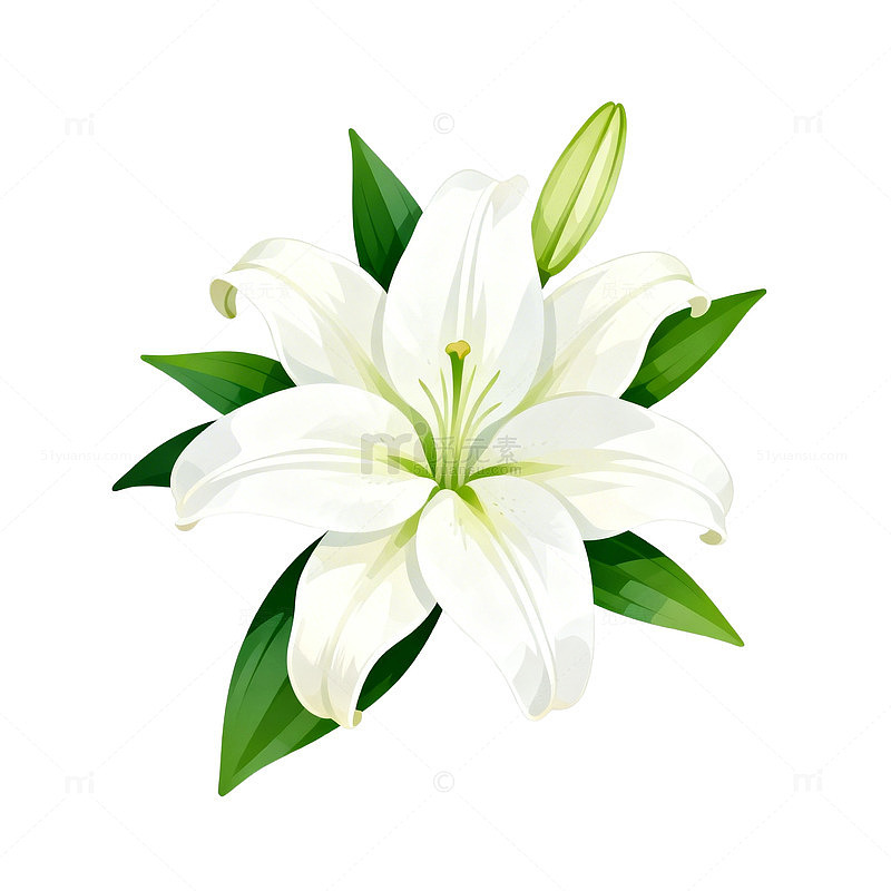 百合花矢量插画设计素材