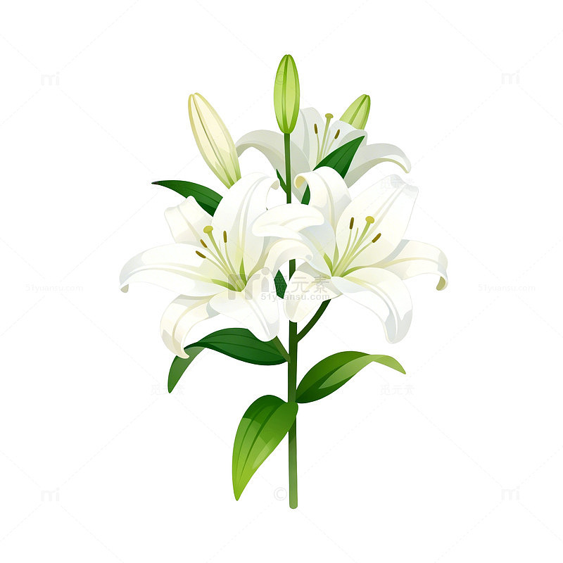 清新百合插画设计素材