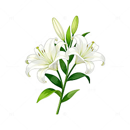 手绘百合花矢量图素材