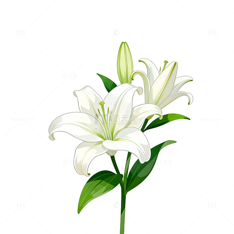 百合花插画矢量图