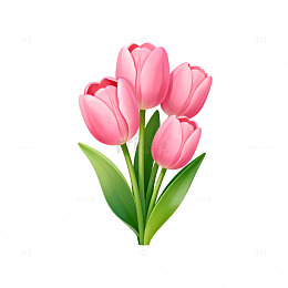 粉色郁金香插画素材