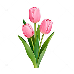 粉色郁金香插画素材