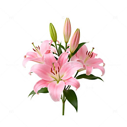 粉色百合花插画