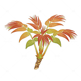 彩绘热带植物插图