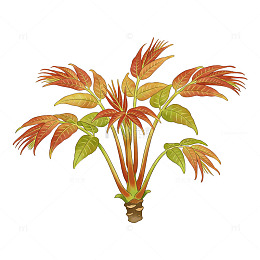 透明背景红叶植物插画