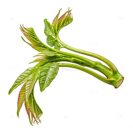 新鲜蕨菜蔬菜素材