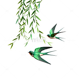 春季燕子飞柳插画素材