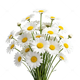 清新素雅雏菊写真片