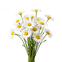 清新洋甘菊写真壁纸