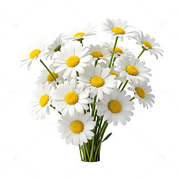 写实雏菊花卉插画设计素材