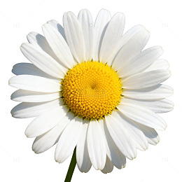 清新白色雏菊特写