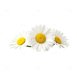 素雅雏菊花卉片