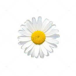 清新雏菊插画素材