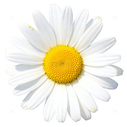 清新菊花特写插画设计素材