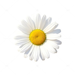 清新淡雅雏菊特写