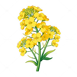 油菜花矢量插画素材