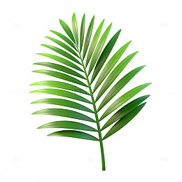绿色棕榈叶矢量插画