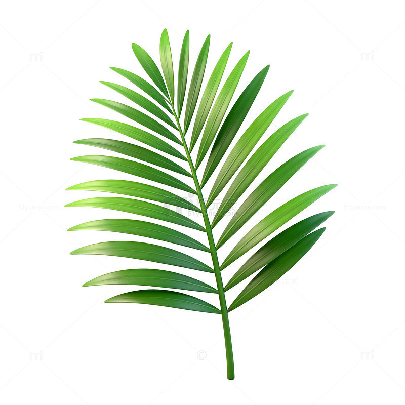 绿色棕榈叶矢量插画