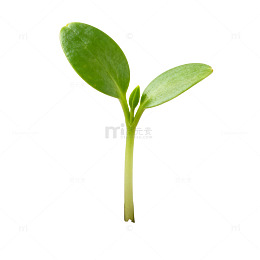 嫩苗生长土壤植物