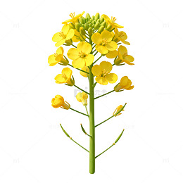 油菜花特写插画素材