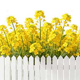 田园风黄花盛开白栅栏壁纸