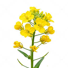 油菜花黄色花卉植物图片