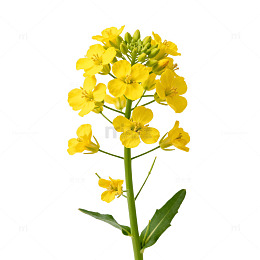 清新油菜花特写片