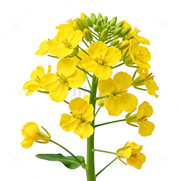 油菜花特写白底