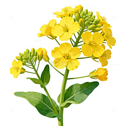 鲜艳黄花植物片