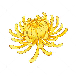 卡通菊花插画设计元素